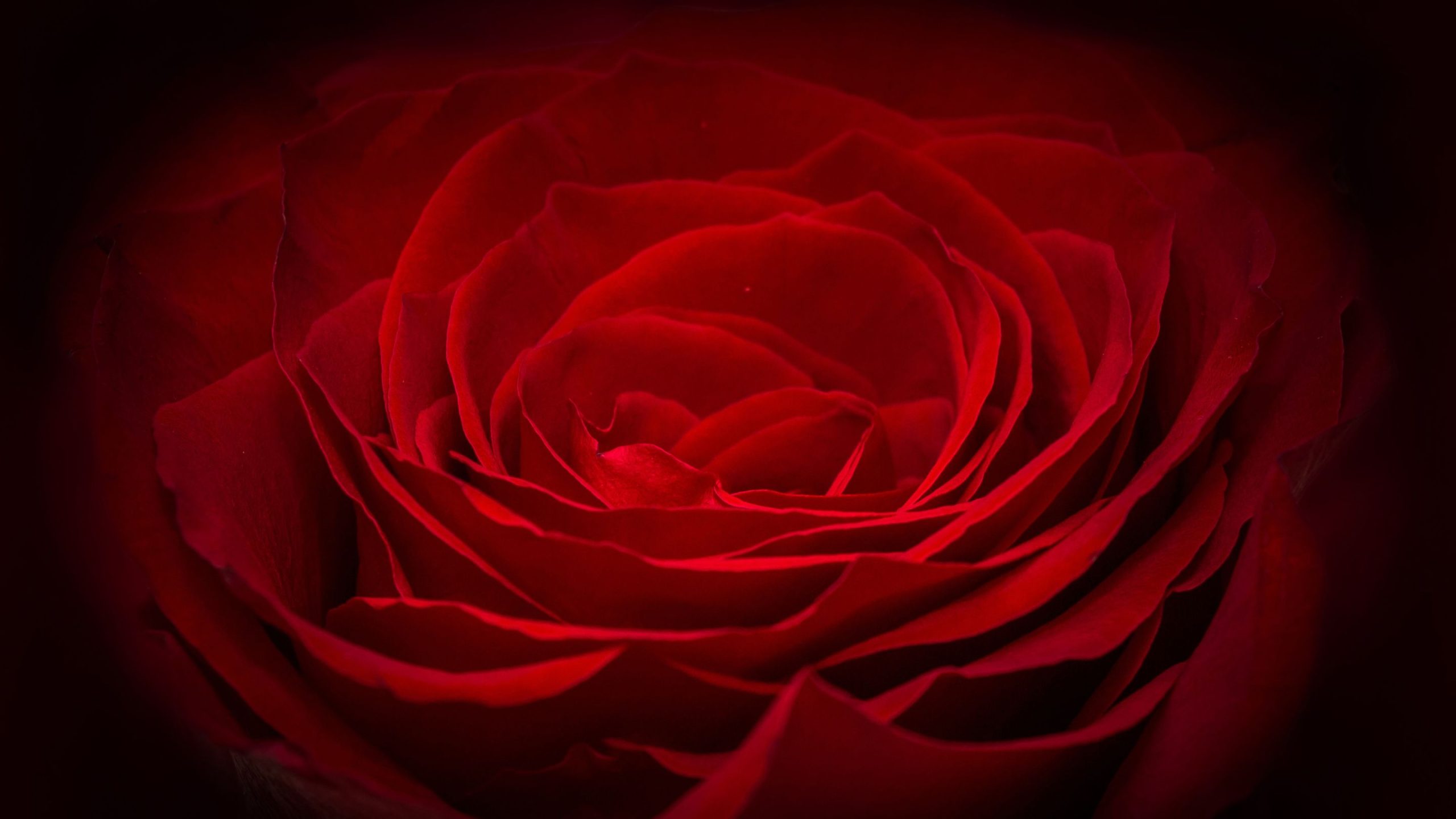 LITM-RUMI-ROSE