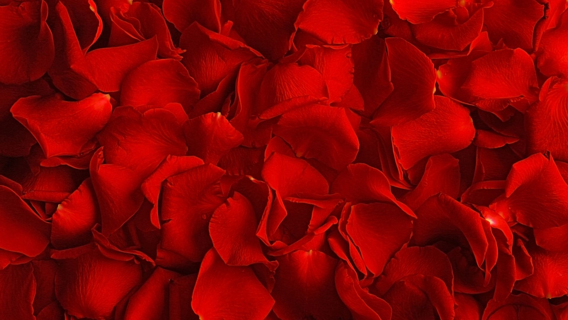 RedRosePetals(1920 x 1080 px)
